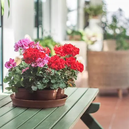 Do Cisne 빌라 차르네카