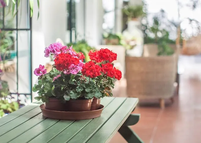 Do Cisne 别墅 沙尔内卡